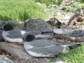 Galapagos