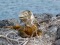 Galapagos